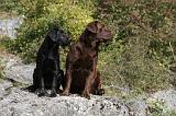 LABRADOR 106